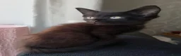 Maine Coon cats for sale: Maine Coon Cross Kittens - Advert 5