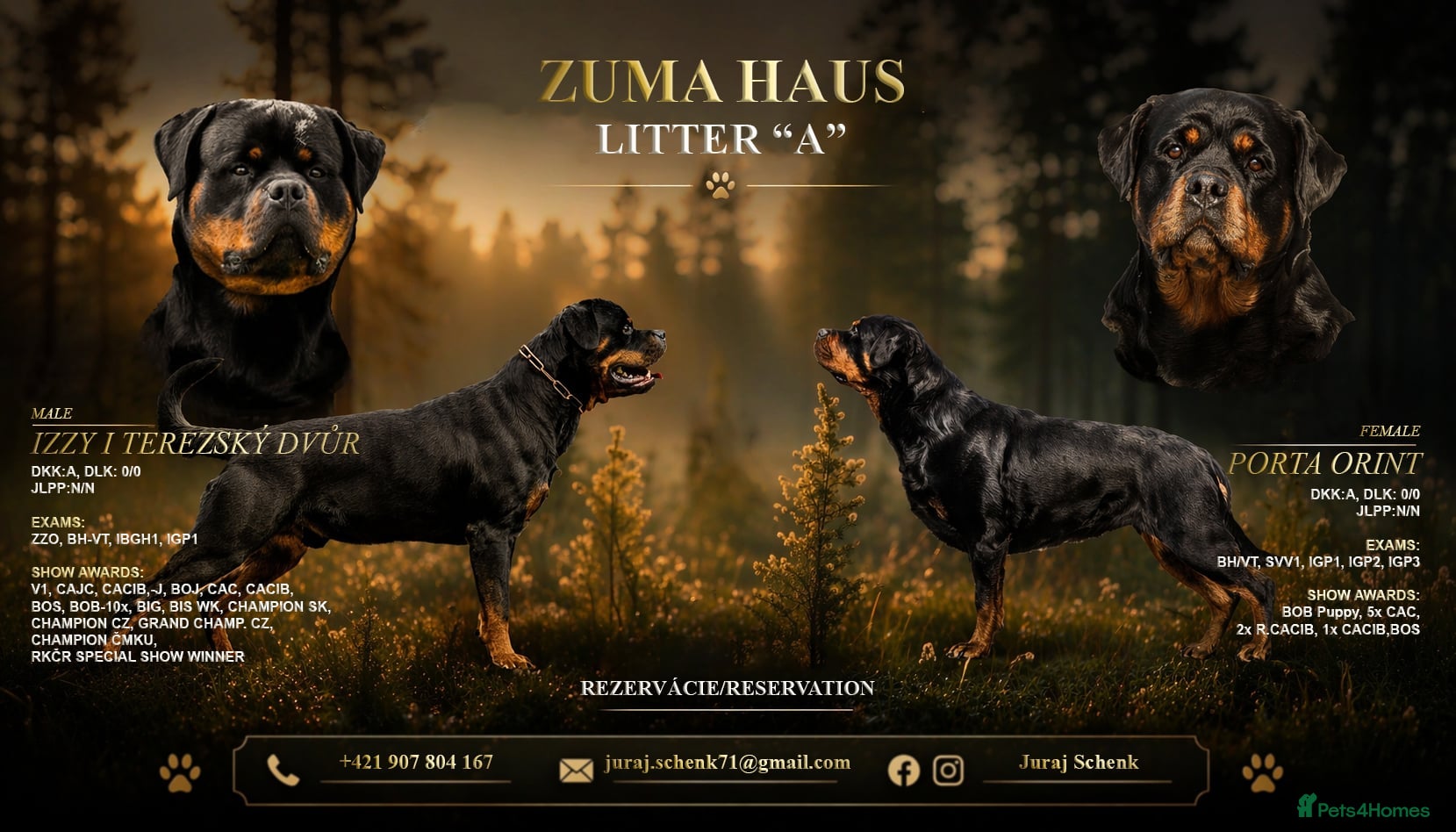 Rottweiler dogs Rottwailer - Advert 1