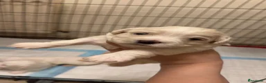 Maltese 2