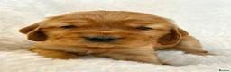 Cocker Spaniel dogs for sale: Fully Health Tested Showline Cocker Spaniel Pups - Advert 16