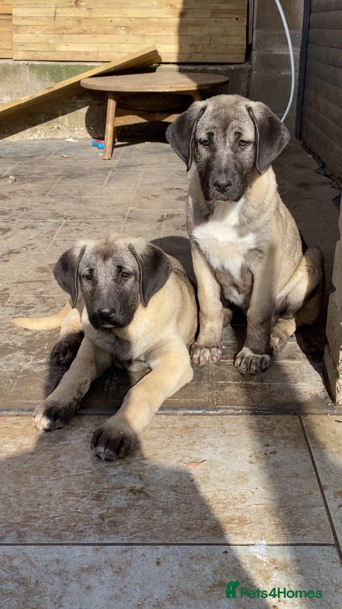 Turkish Kangal dogs Turkish Kangal puppies  - Advert 1