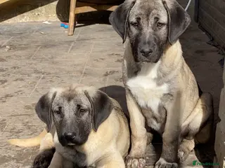 Turkish Kangal dogs Turkish Kangal puppies - Advert 6