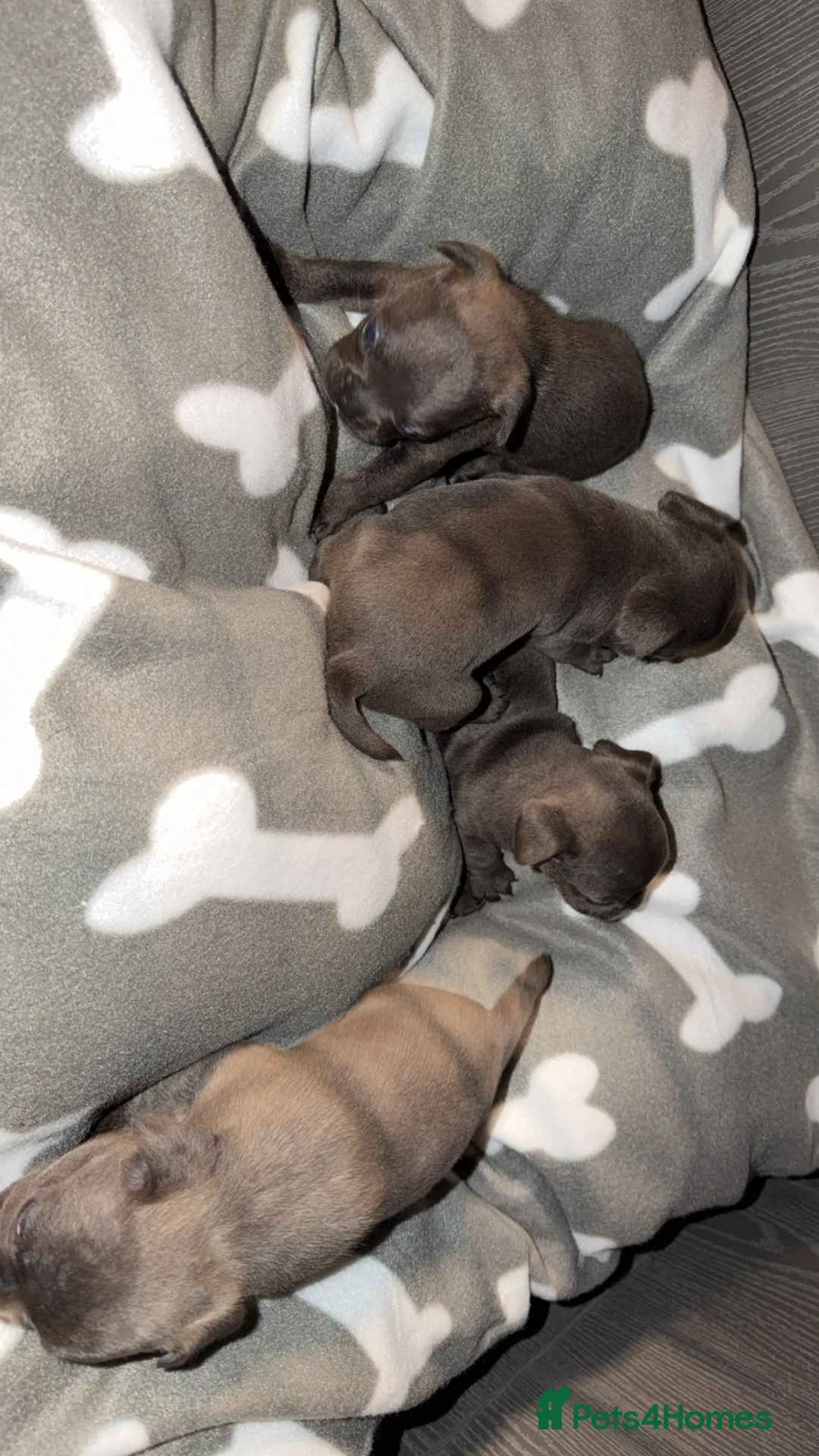 Mixed Breed dogs for sale: 4x Male French bulldogs - Advert 2