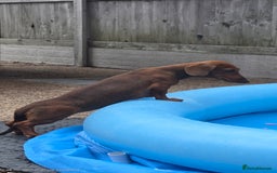 Dachshund dogs for sale: READY OUTSTANDING 2-QUALITY STANDARD RED GIRLS  in Goole - Image 7