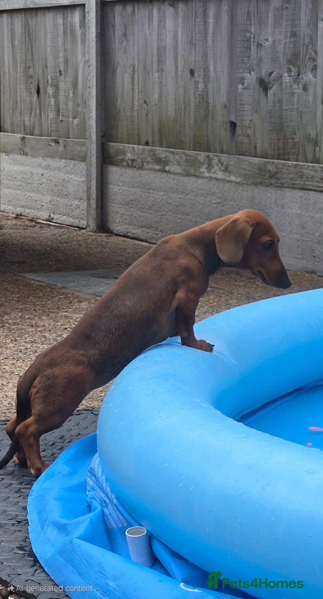 Dachshund dogs for sale: READY OUTSTANDING 2-QUALITY STANDARD RED GIRLS  in Goole - Image 7