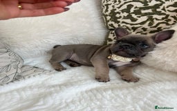 French Bulldog dogs for sale: Quality French Bulldog Puppies L4 carriers - Image 11