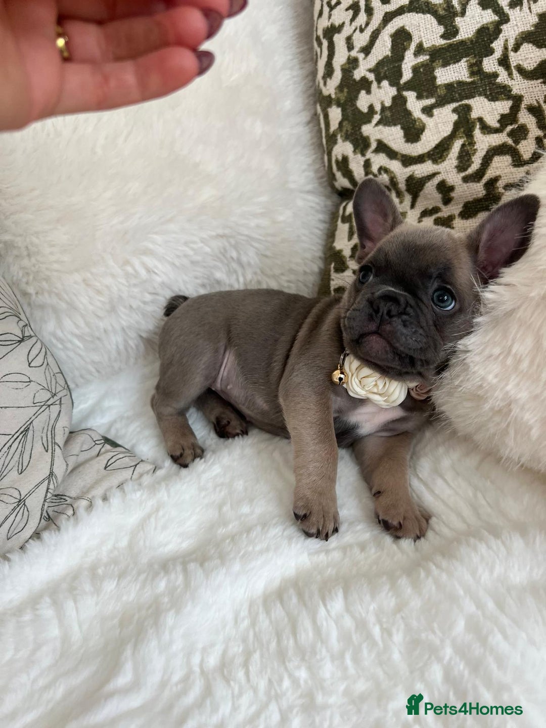 French Bulldog dogs for sale: Quality French Bulldog Puppies L4 carriers - Image 11