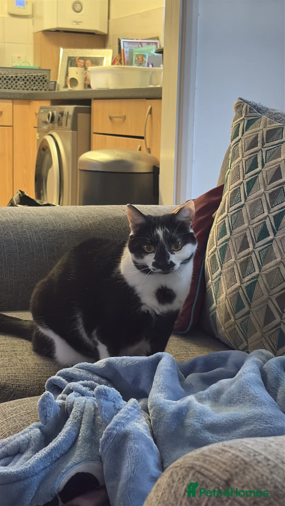 British Shorthair cats for sale: Cookie - FREE in London - Advert 1