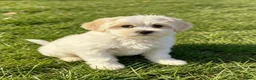 Maltipoo dogs for sale: Quality F1 Maltipoo puppy ready! - Advert 2