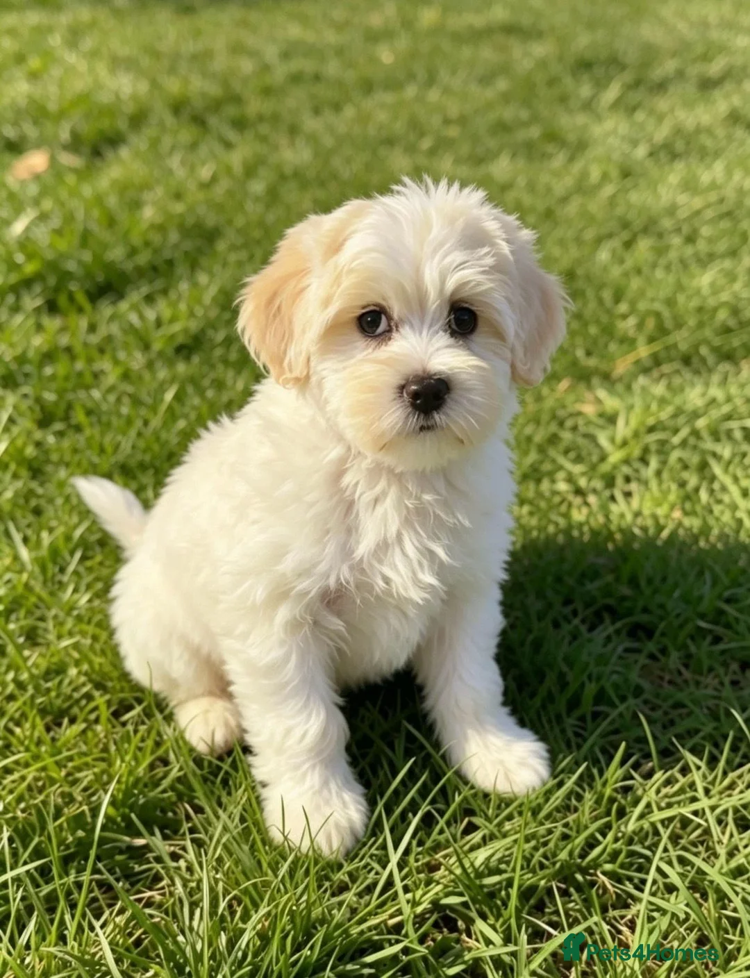 Maltipoo dogs for sale: Quality F1 Maltipoo puppy ready! - Advert 2