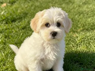 Maltipoo dogs Quality F1 Maltipoo puppy ready! - Advert 4