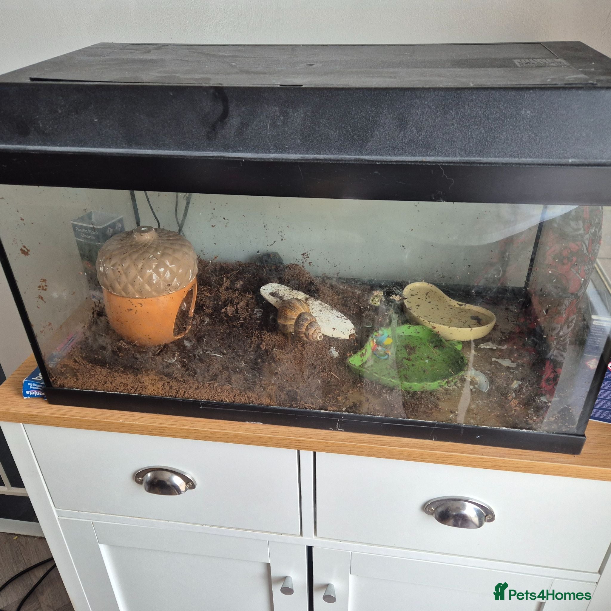 Snails invertebrates 1 giant african land snail - Advert 1
