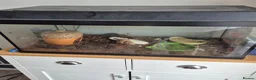 Snails invertebrates for sale: 1 giant african land snail in Louth - Advert 1