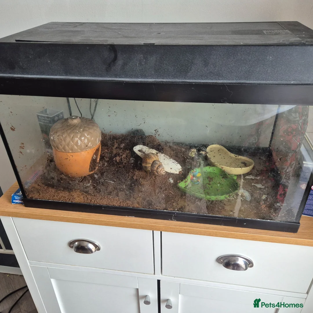 Snails invertebrates for sale: 1 giant african land snail in Louth - Advert 1