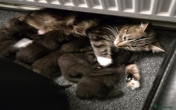 Mixed Breed cats for sale: 3 little black/brown beautiful kittens  - Image 9