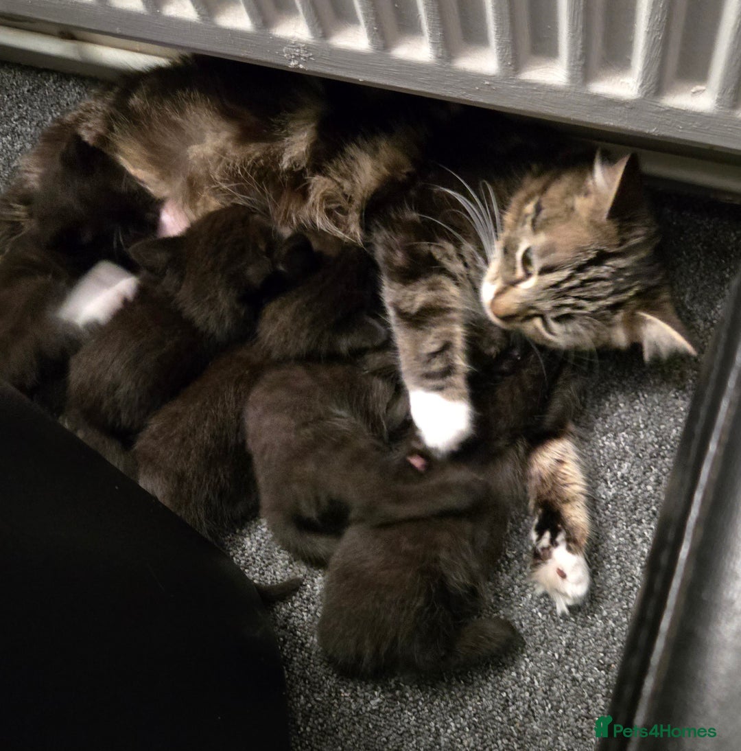 Mixed Breed cats for sale: 3 little black/brown beautiful kittens  - Image 9