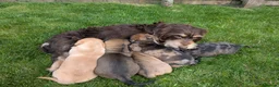 Dachshund dogs for sale: Dachshund pups - Advert 7