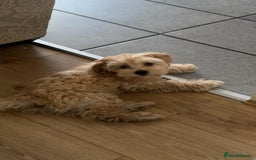 Maltipoo dogs for sale: Maltipoo puppy - 14 wks  - Image 9