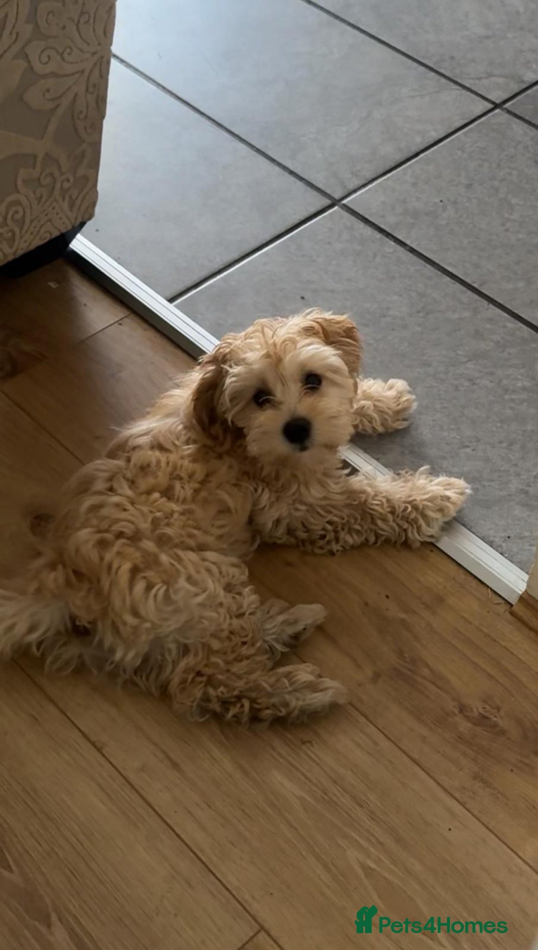 Maltipoo dogs for sale: Maltipoo puppy - 14 wks  - Image 9
