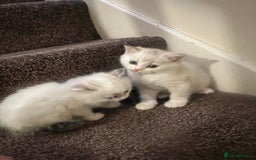 British Shorthair cats for sale: British shorthair  - Image 4