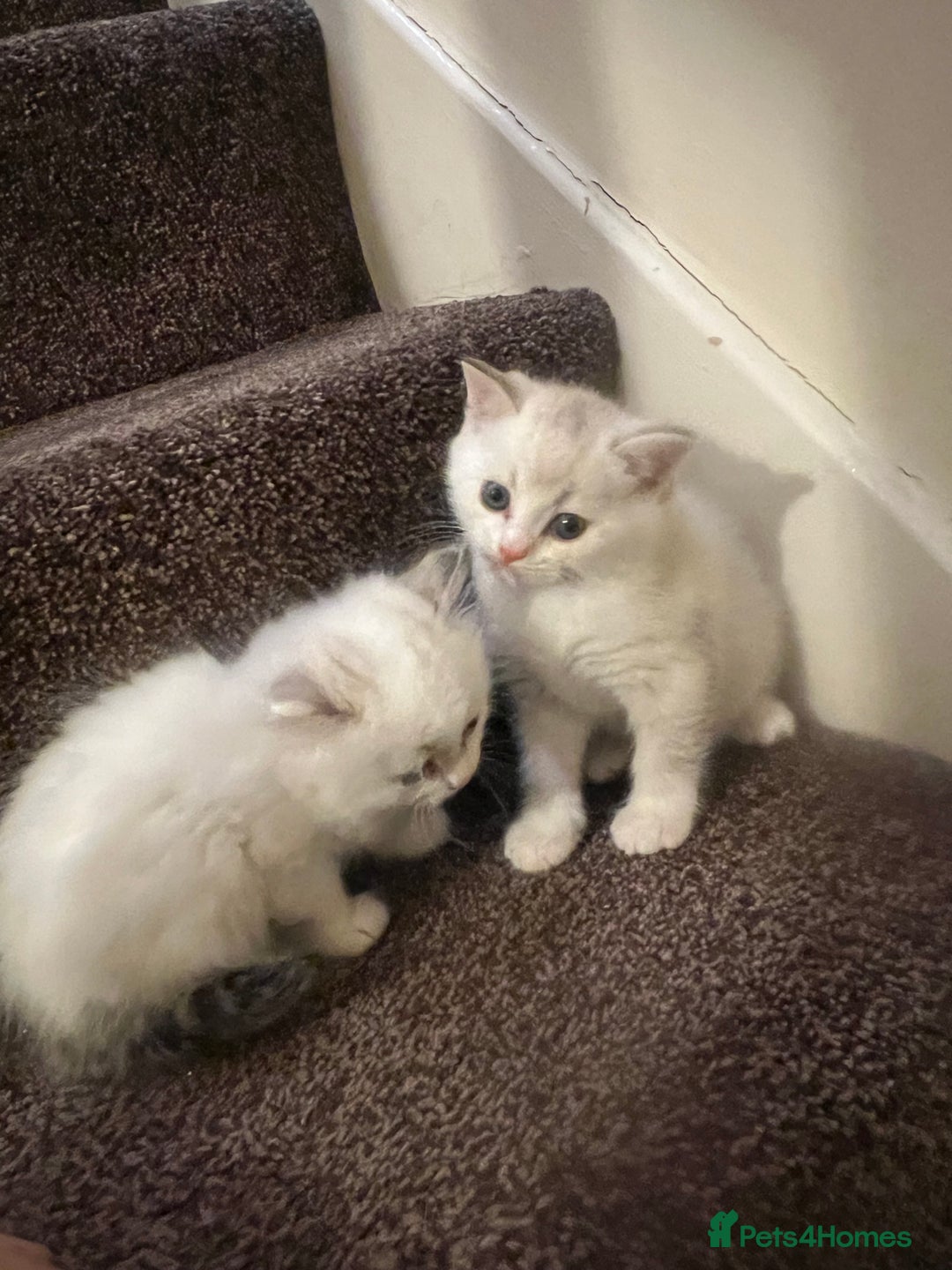 British Shorthair cats for sale: British shorthair  - Image 4