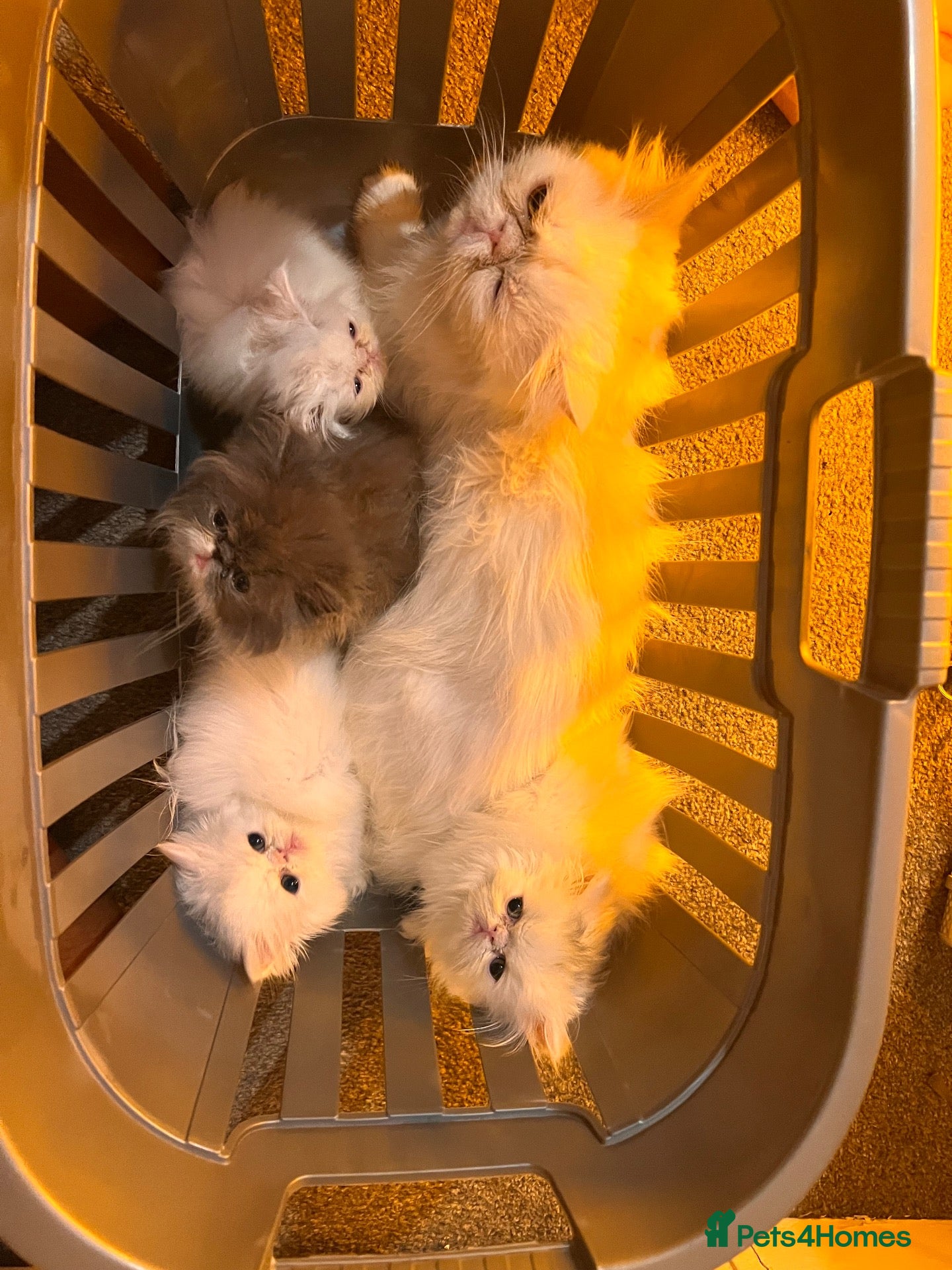 Persian cats cute Persian kittens looking for a home  - Advert 3