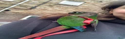 Conures birds for sale: Loki- Green Cheeked Conure, Hand-Reared in Hemel Hempstead - Advert 3