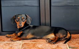 Miniature Dachshund dogs for sale: Male Miniature Dachsund - Image 9