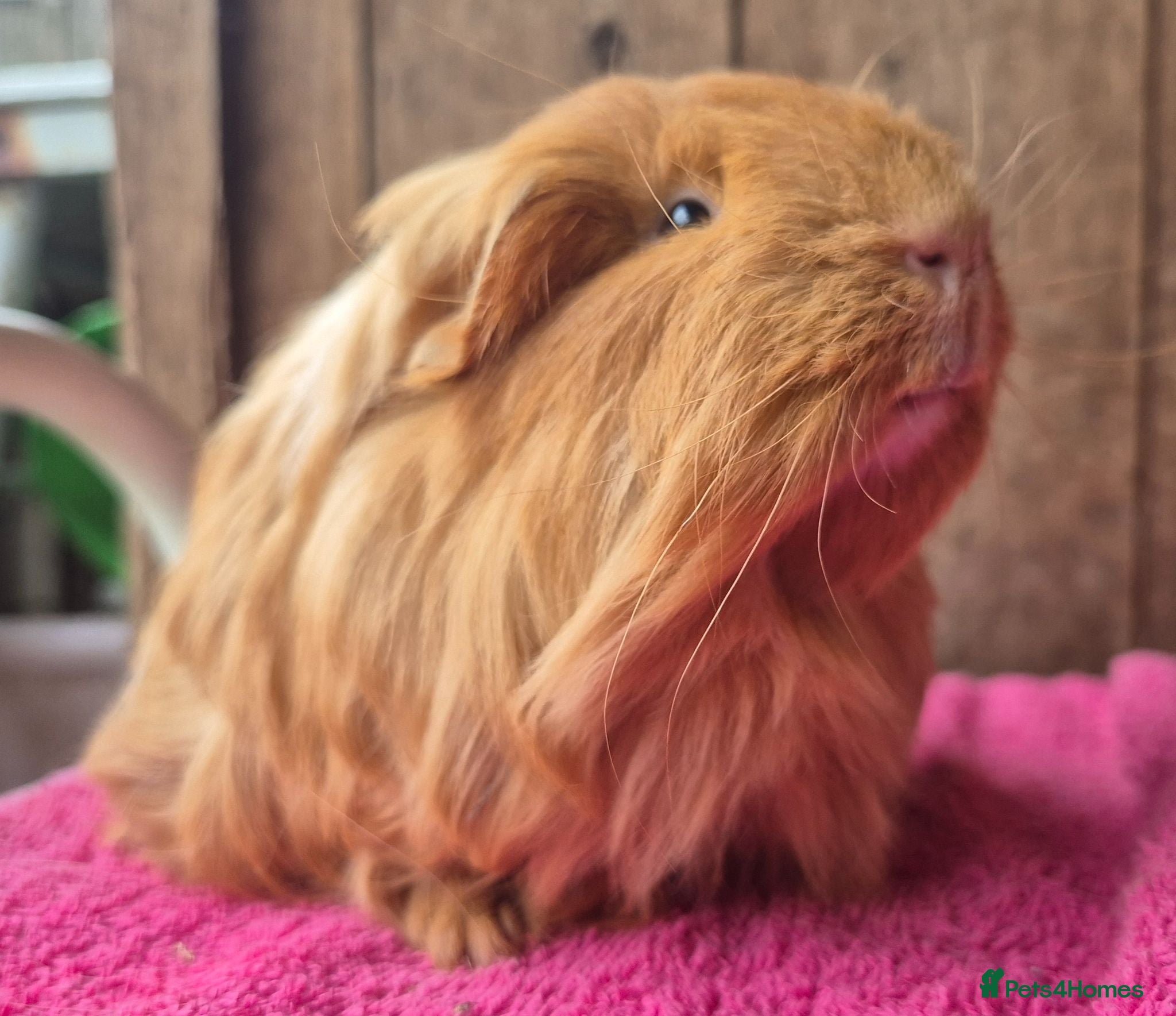 Guinea Pig rodents Baby sheltie boar.  - Advert 10