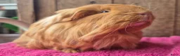 Guinea Pig rodents for sale: Sheltie and texel sows and sheltie boar.  - Advert 4