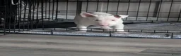 English Bull Terrier dogs for sale: English bull terrier puppies - Advert 3
