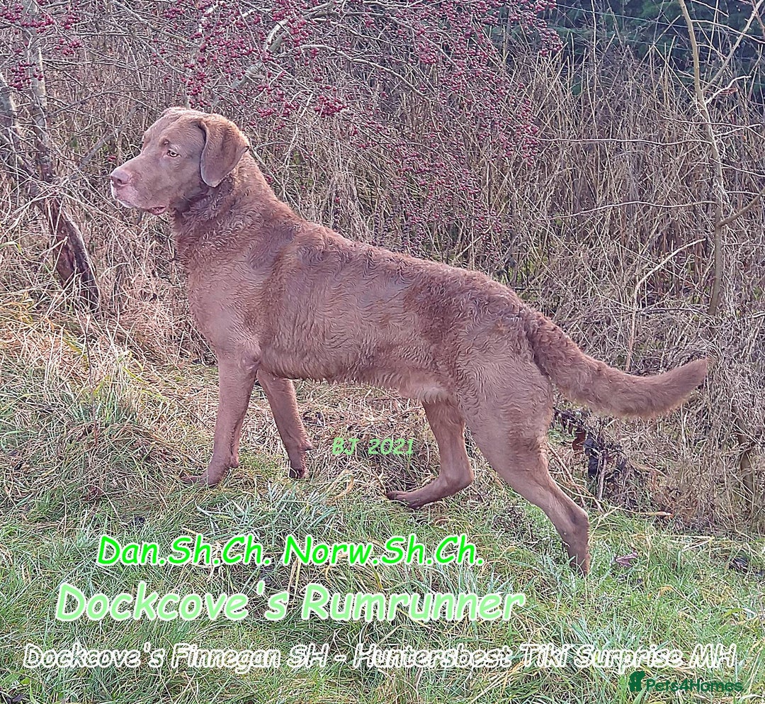 Chesapeake Bay Retriever dogs for sale: Chesapeake Bay Retriever (Chessie) pups - Advert 4