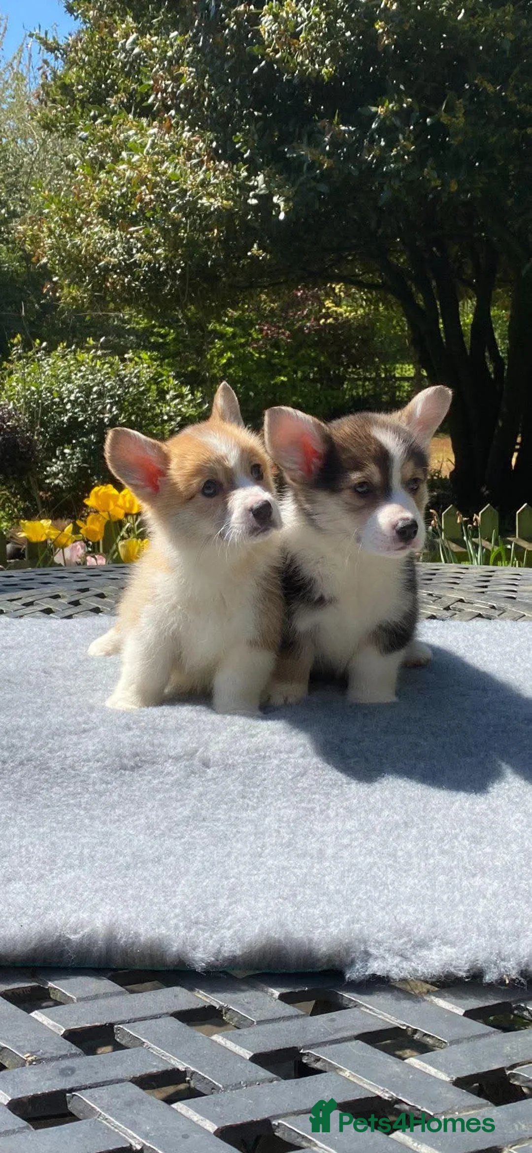 Welsh Corgi Pembroke dogs for sale: Stunning Pembroke corgi pups  - Advert 3