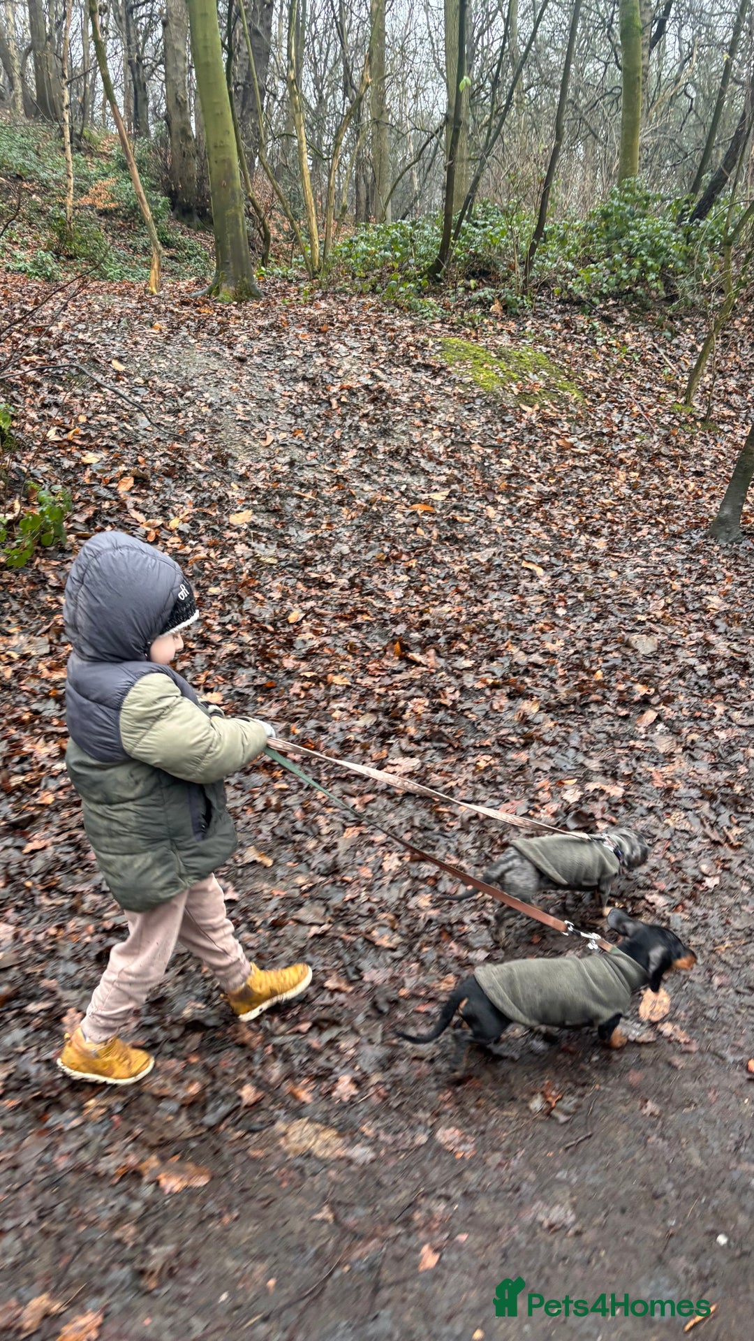 Miniature Dachshund dogs for sale: Pair of miniature dachshunds BOY AND GIRL - Advert 7