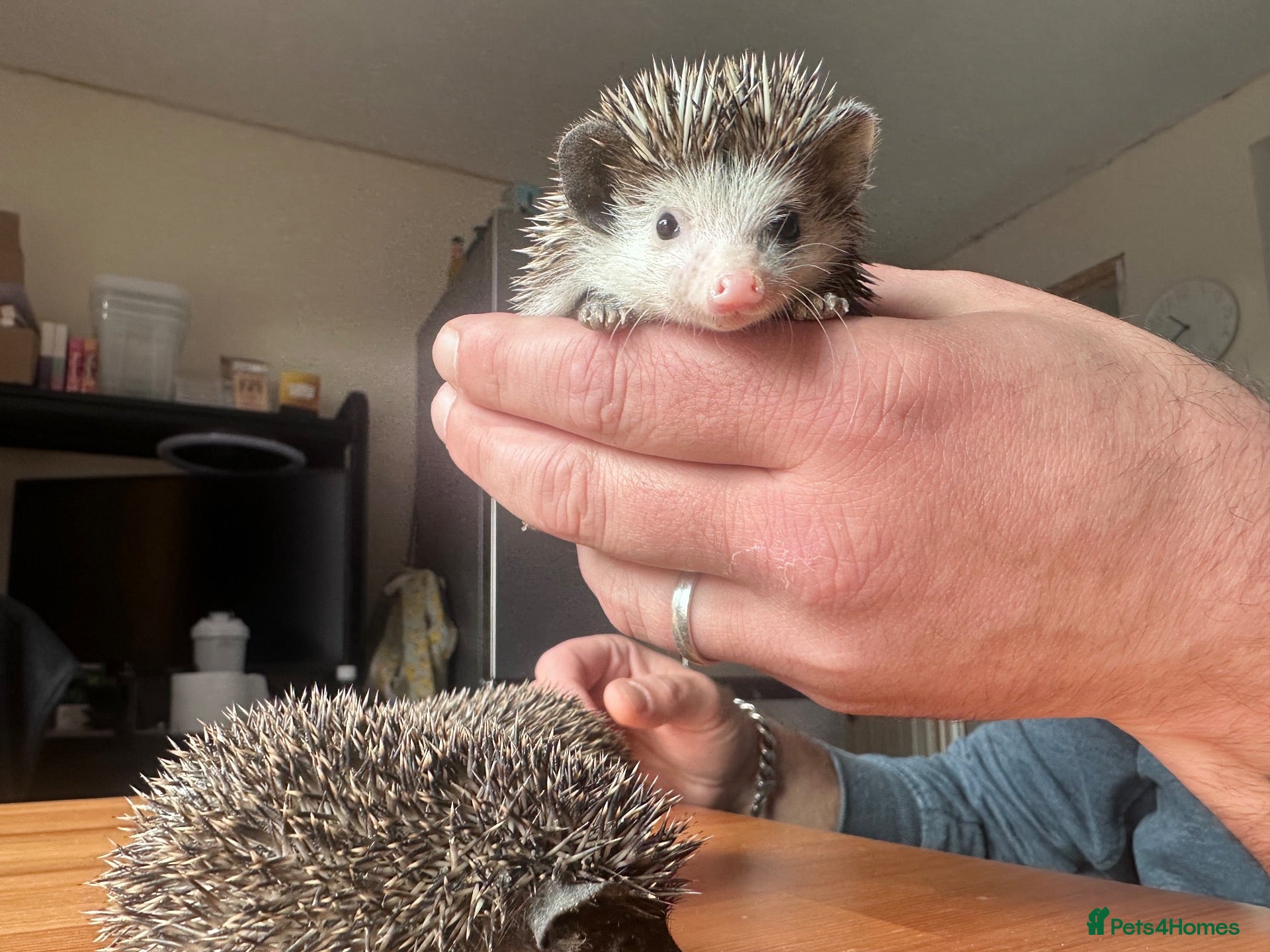 Pygmy Hedgehog rodents 8 week old pygmy Hedgehogs - Advert 16