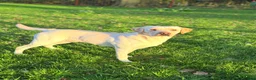 Labrador Retriever dogs for stud: Standing at stud Thistlerun white river of rednels in Thetford - Advert 3
