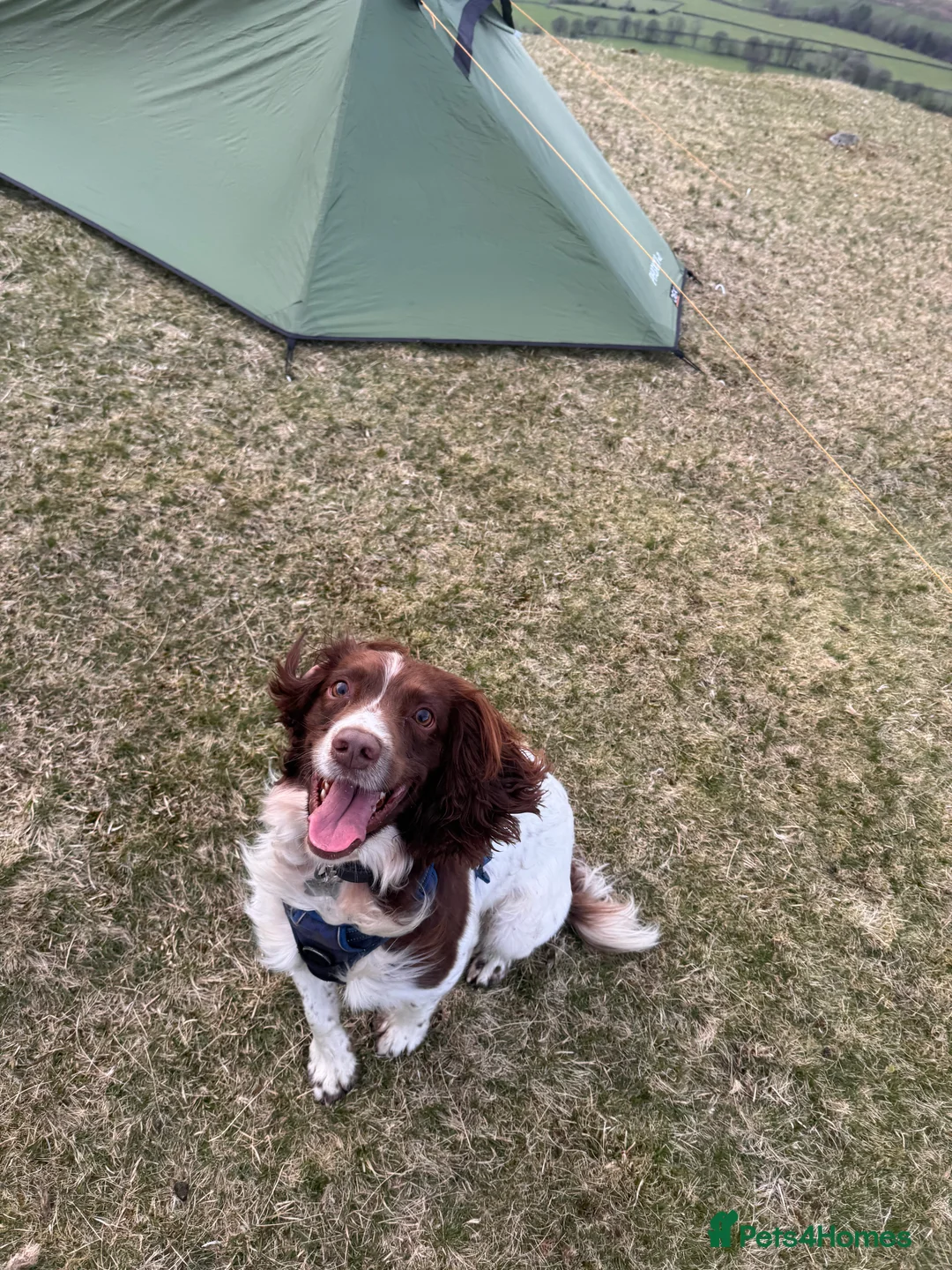 English Springer Spaniel dogs for stud: Balder  - Advert 3
