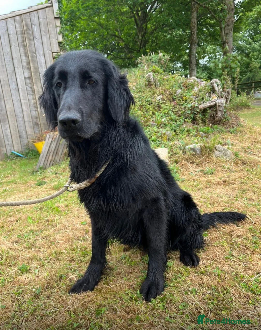 Flat coated Retriever dogs for sale: Gorgeous flat coat retriever puppies. - Advert 9