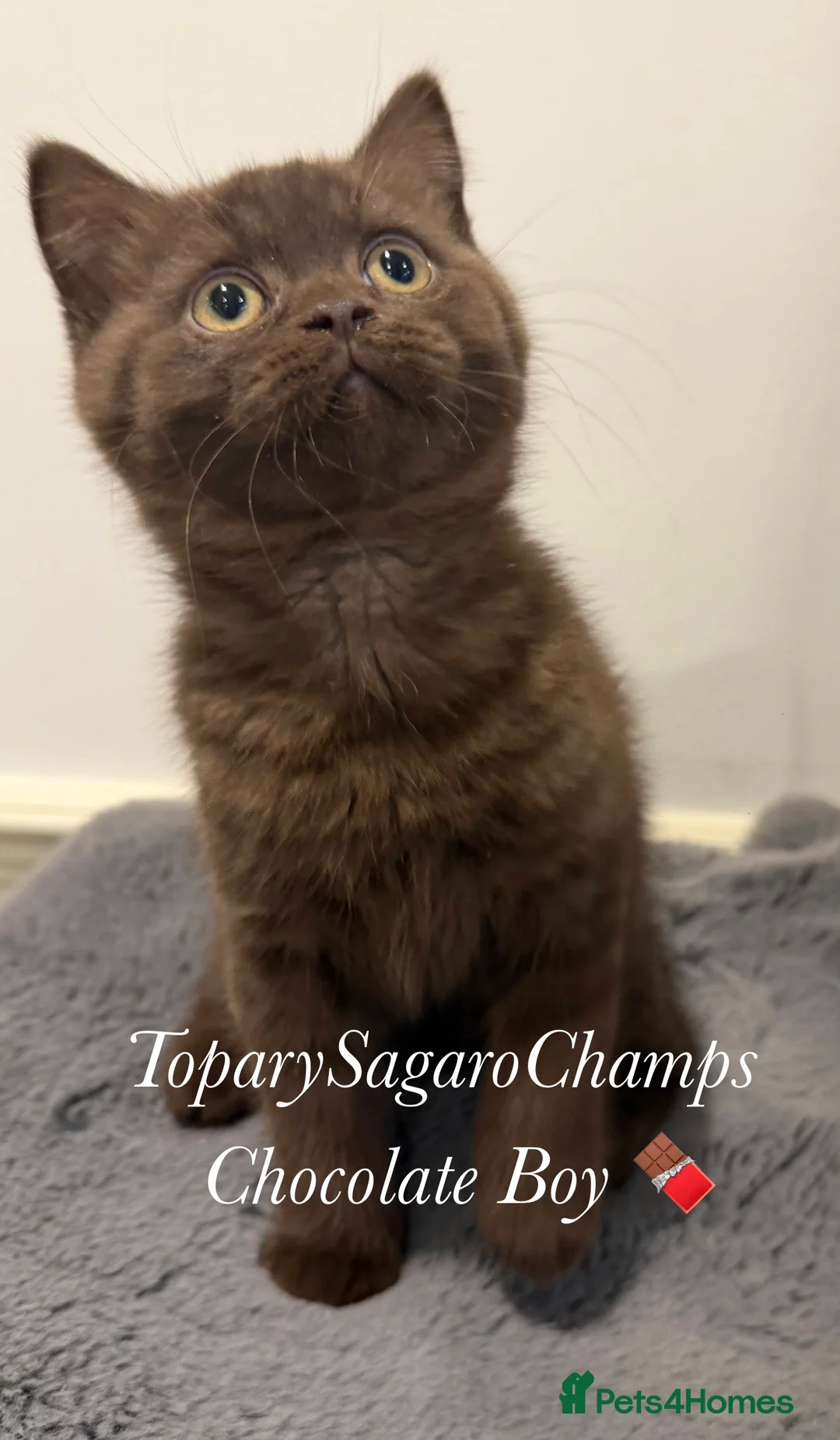 British Shorthair cats for sale: 🐾 Champion British Shorthair Kittens for Sale🐾 - Advert 5