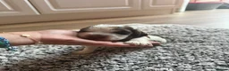 Cocker Spaniel dogs for sale: ❤️ Beautiful KC Show Cocker Spaniel Puppies ❤️ - Advert 21