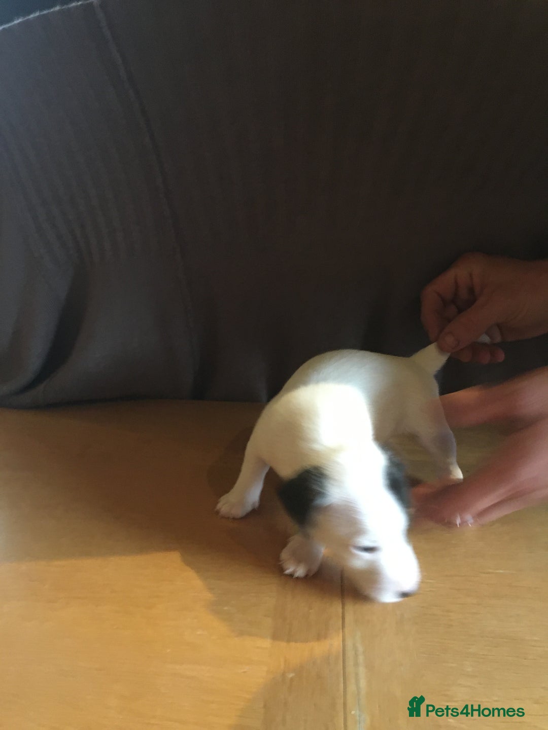 Parson Russell dogs for sale: 1st Amazing Litter - Image 13