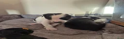 Mixed Breed dogs for sale: Collie cross puppies  in Exeter - Advert 3