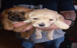 Mixed Breed dogs for sale: REDUCED ✨️Beautiful CockapooX READY TO GO NOW✨️ - Image 13