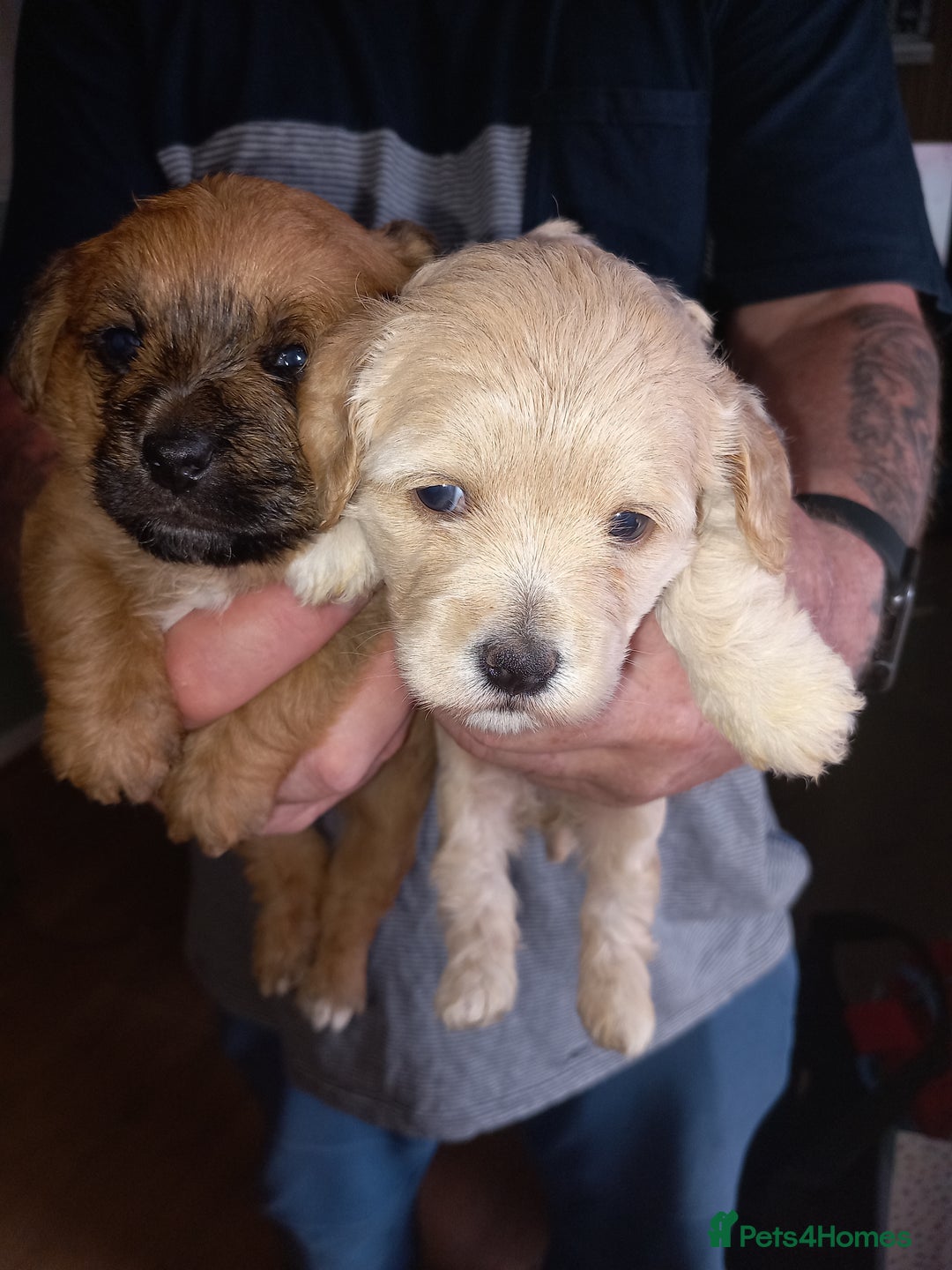 Mixed Breed dogs for sale: REDUCED ✨️Beautiful CockapooX READY TO GO NOW✨️ - Image 13