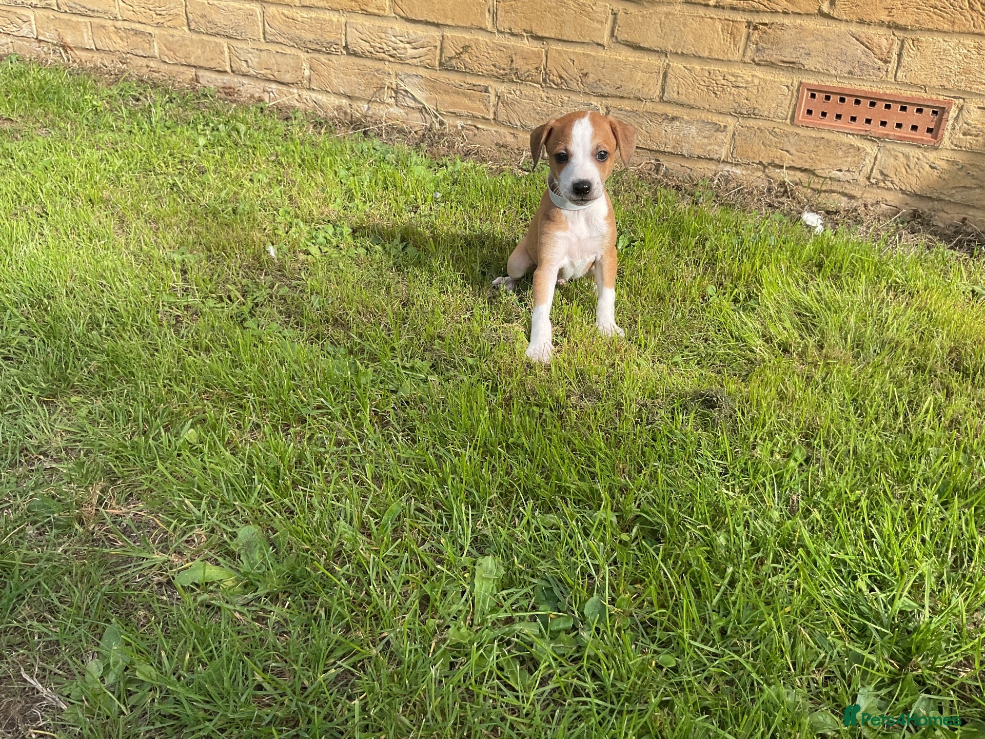 Italian Greyhound dogs for sale: Royal kennel club registered  - Advert 2