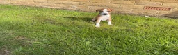 Italian Greyhound dogs for sale: Royal kennel club registered  - Advert 4