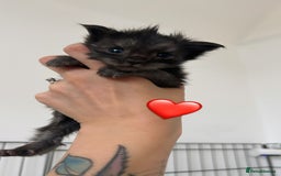 Maine Coon cats for sale: Black smoke mainecoon kittens - Image 7