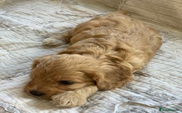 Cockapoo dogs for sale: Adorable Cockapoo Puppies  - Image 6