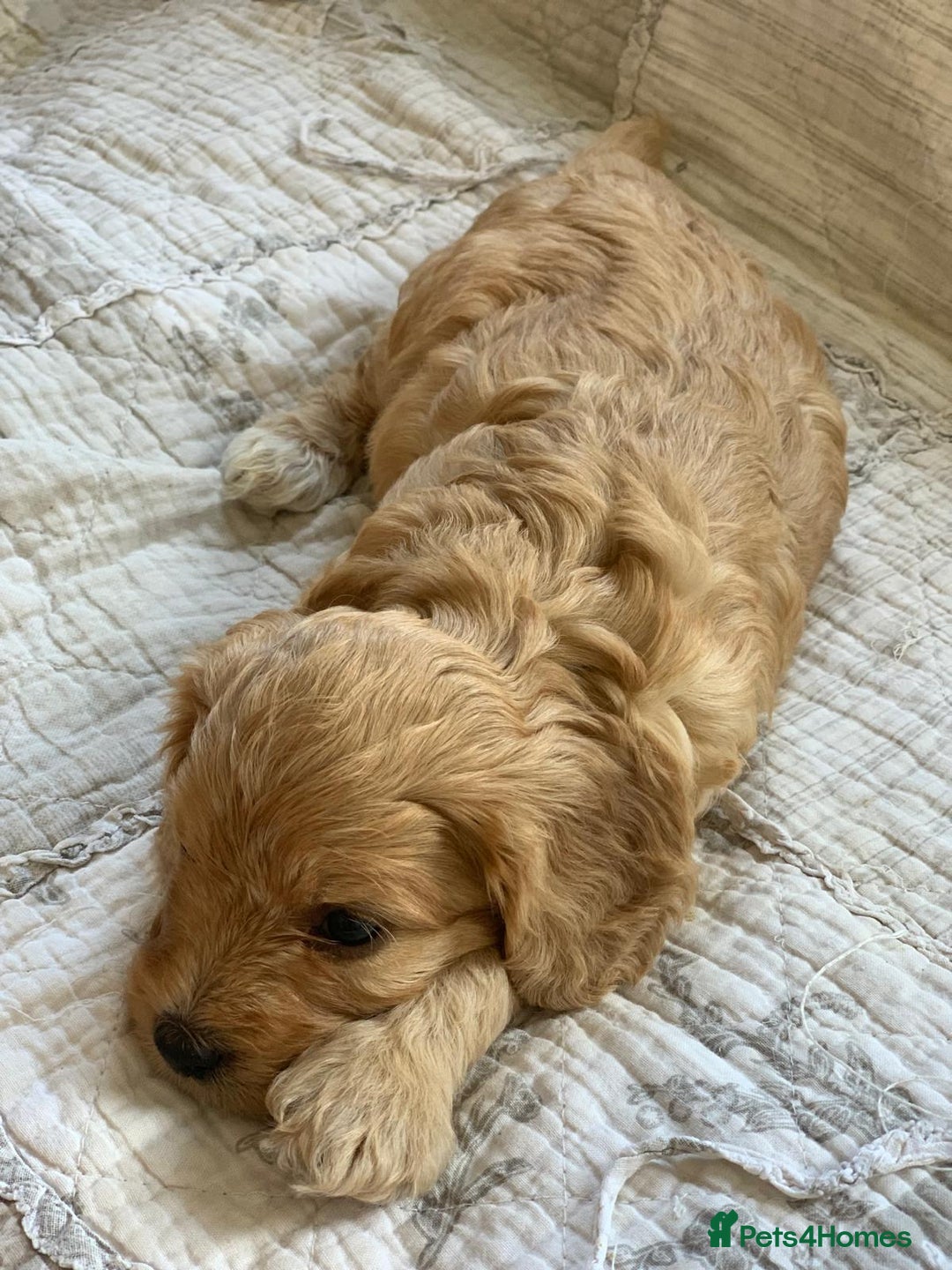 Cockapoo dogs for sale: Adorable Cockapoo Puppies  - Image 6