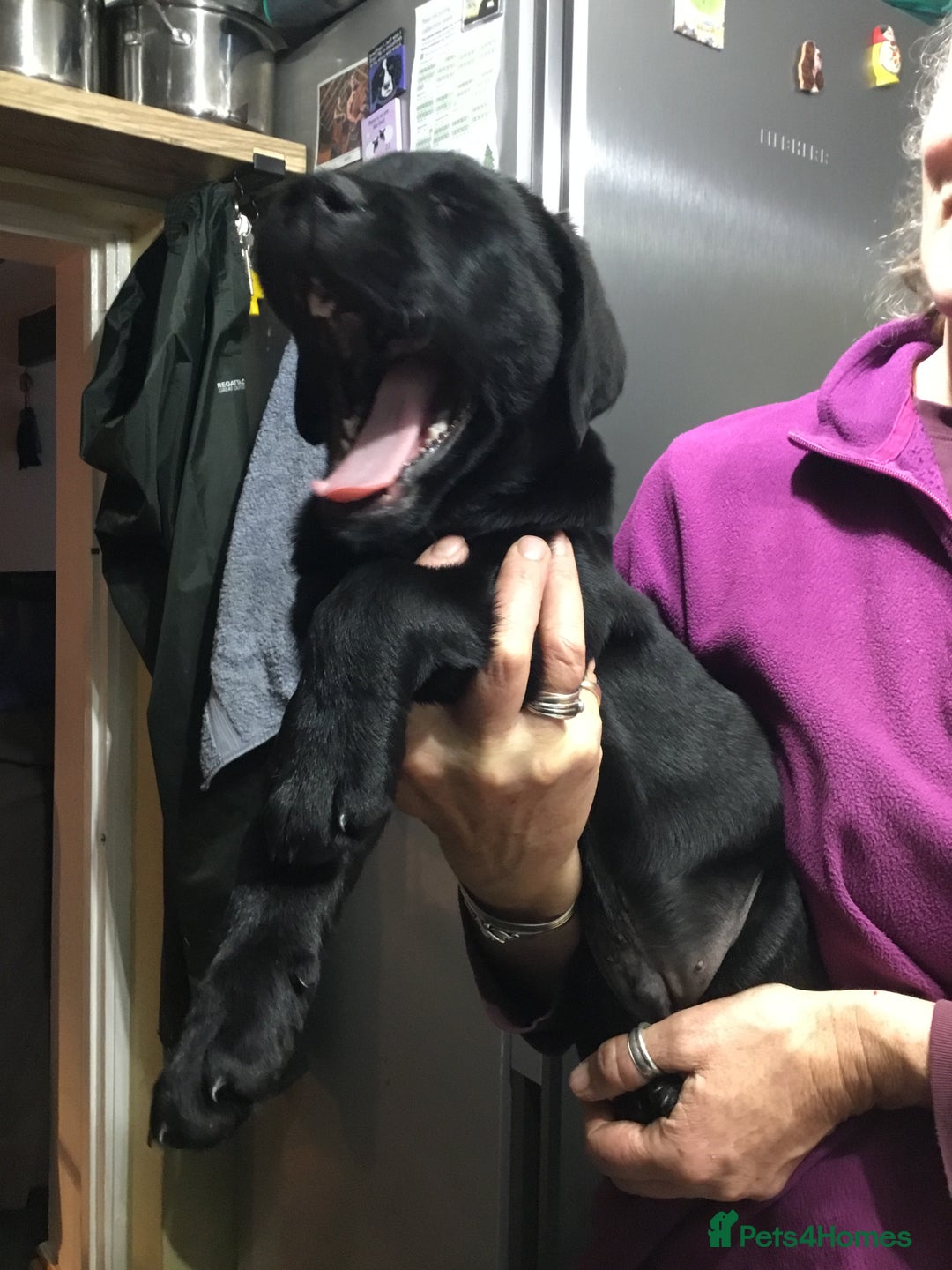 Labrador Retriever dogs for sale: Black working Labradors - 4 boys - Advert 2